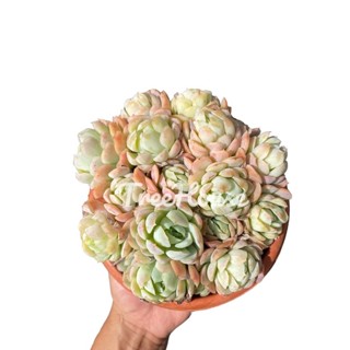 กุหลาบหินแบบกอ กระถาง 6-7 นิ้ว  Kalanchoe pot6-7”