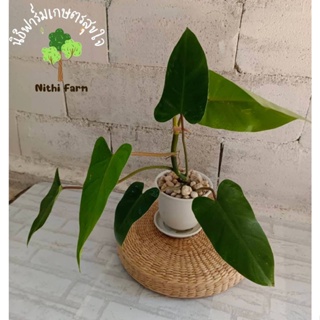 ฟิโลเดรนรอน (Philodendron erubescens)ต้นไม้อัศจรรย์จากป่าอะเมซอน ส่งพร้อมกระถางขนาด5นิ้วค่ะ