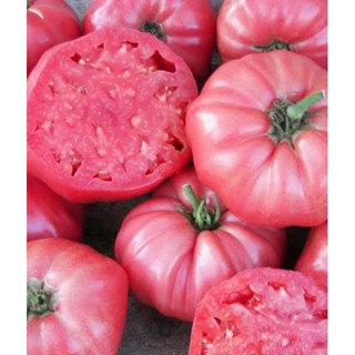 เมล็ดพันธุ์มะเขือเทศเนื้อ แบรนดี้ไวน์สีชมพู Pink Brandywine Tomato บรรจุ 15 เมล็ด คุณภาพดี ของแท้ ราคาถูก นำเข้าจากต่าง