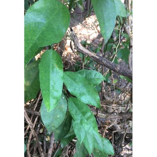 ใบย่านางสด ย่านาง เถาย่านาง FRESH yanang leaf / Tiliacora triandra leaves / thao yanang (20 leaves) 1 bag