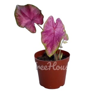 บอนสี มณีอัมพวา (Caladium sp. maneeampawa) กระถาง 4 นิ้ว 2-3 ใบ