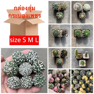 แคคตัสกล่องสุ่ม SML กล่องสุ่มกระบองเพชร