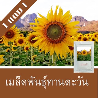 เมล็ดพันธุ์ทานตะวัน 1แถม1 (250 เมล็ด)ราคาถูกที่สุด!!