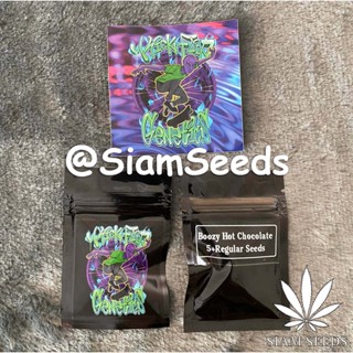 เมล็ดกัญชา Kickflip Genetics Boozy Hot Chocolate Regular Cannabis Seeds (Pack of 5+)