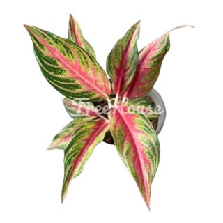 เรดปานามา (Aglaonema red panama) กระถาง 6 นิ้ว