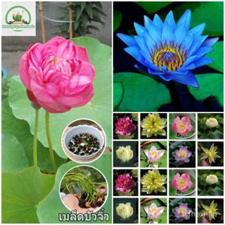 （คุณภาพสูง เมล็ด）เมล็ดพันธุ์บัวจิ๋ว 20 เมล็ด Lotus Water Lily Seeds Flower Seed ต้นดอกไม้สวยๆ/คะน้า ผัก ปลูก /คะน้า 7J0A