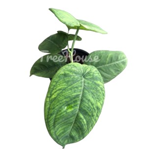 ใบบุญ (Syngonium macrophyllum frosted heart) กระถาง 4 นิ้ว ต้นไม้ฟอกอากาศ