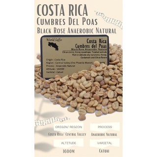 พร้อมส่ง เมล็ดกาแฟดิบ Costa Rica Cumbres Del Poas Black Rose Anaerobic Natural Process/ เมล็ดกาแฟสารคอสตาริกา