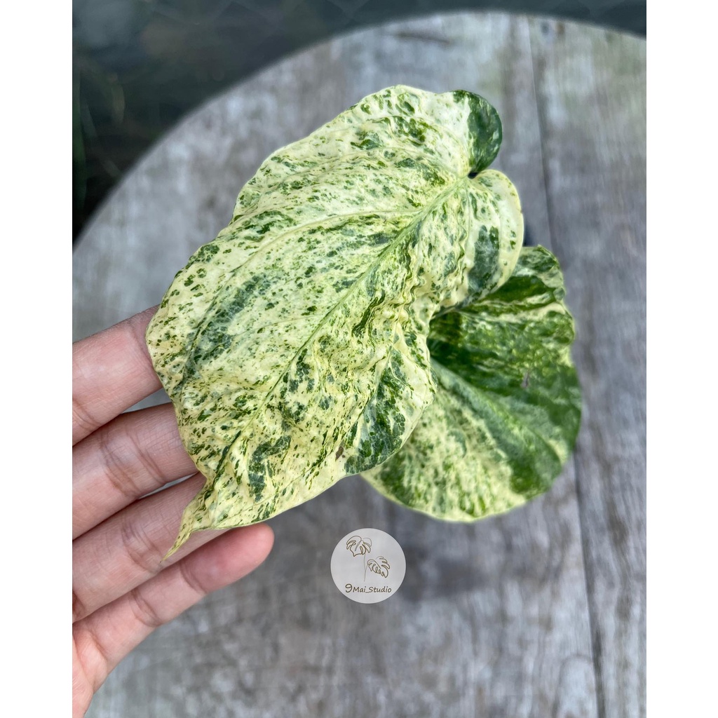 Amydrium medium variegated