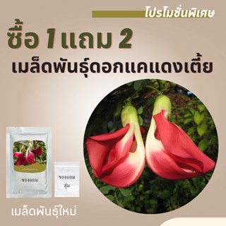 เมล็ดพันธุ์ดอกแคแดงเตี้ย 1แถม2 (100เมล็ด) ราคาถูกที่สุด