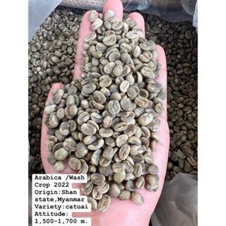 🇲🇲สารกาแฟ พม่า รัฐฉาน เกรด Aรวม Crop 65-66  บรรจุ 1 Kg 🇲🇲