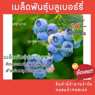 เมล็ดพันธ์ุบลูเบอร์รี่