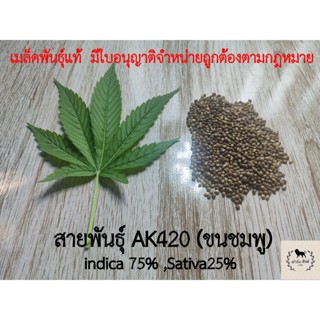 AK420 (เกสรสีชมพู) สายพันธุ์แท้ มีใบอนุญาตขายตามกฎหมาย