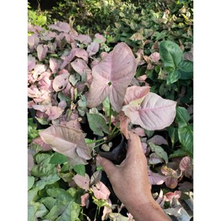 ออมชมพู Syngonium pink ถุงชำรากเเน่น