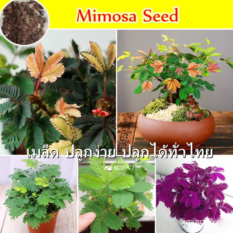 ผลิตภัณฑ์ใหม่ เมล็ดพันธุ์ 2022【อัตรางอกสูง】100 ชิ้น Mimosa Seed Flower Seeds for Planting เมล็ดบอนสีสวยๆ บอนสีห /ผักบุ้ง