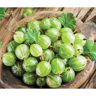 เมล็ดพันธุ์ กูสเบอร์รี่ ฮินโนะมากิสีเขียว Hinnomaki Green Gooseberry Seeds บรรจุ 25 เมล็ด คุณภาพดี ของแท้ ราคาถูก