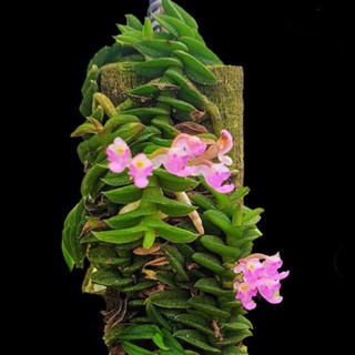 เอื้องจิ๋วตะขาบ เอื้องจิ๋วเวียดนาม Schoenorchis scolopendria