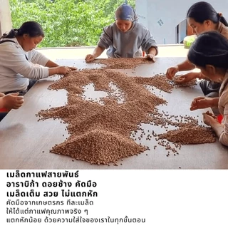 เมล็ดกาแฟดอยช้าง เมล็ดกาแฟอราบิก้า100 % เมล็ดกาแฟสดคั่วบด สูตรพิเศษเบลนด์อาราบิก้า+โรบัสต้า คั่วใหม่ ขนาด 500 กรัม