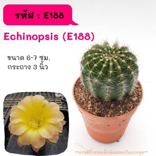 Eechinopsis (E188) ไม้ชำหน่อ ไซส์ให้ดอกแล้ว cactus กระบองเพชร แคคตัส กุหลาบหิน พืชอวบน้ำ