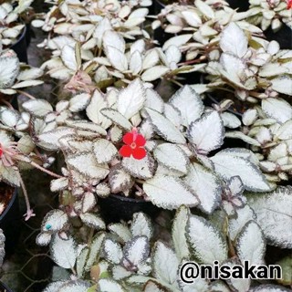 Episcia "Silver Skies"กระถาง4นิ้ว