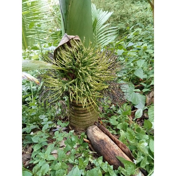 ต้นพันธุ์หมากเตี้ย ชุด20ต้น 169.-ส่งฟรี - รูปที่ 3