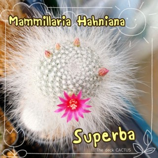 👵 แมมแม่เฒ่า ฮาเนียน่า ซุปเปอร์บา (Superba) ขนแน่น ขนยาวสวย 📷 ขอดูรูปแจ้งได้จ้า