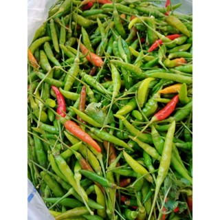 🌶️พริกขี้หนูสวนเม็ดยาว☑️สวนเชียงใหม่ขายถูกขายถูก📢สดสวยไม่มีเน่าคัดทุกเม็ดเก็บสดๆจากสวนเลยจ้า💯💯 500g