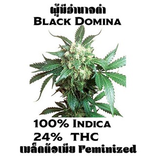 Black Domina เมล็ดกัญชา ตัวเมีย Feminized Cannabis Indica Seeds