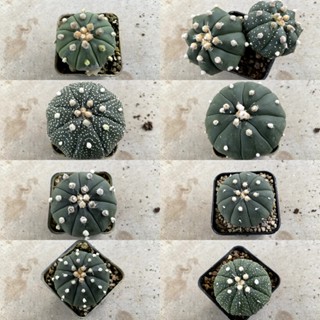 Astrophytum แคคตัส กระบองเพชร กระถางละ 20 บาท A06