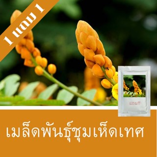 เมล็ดพันธุ์ชุมเห็ดเทศ 1แถม1 (150 เมล็ด) ถูกที่สุด