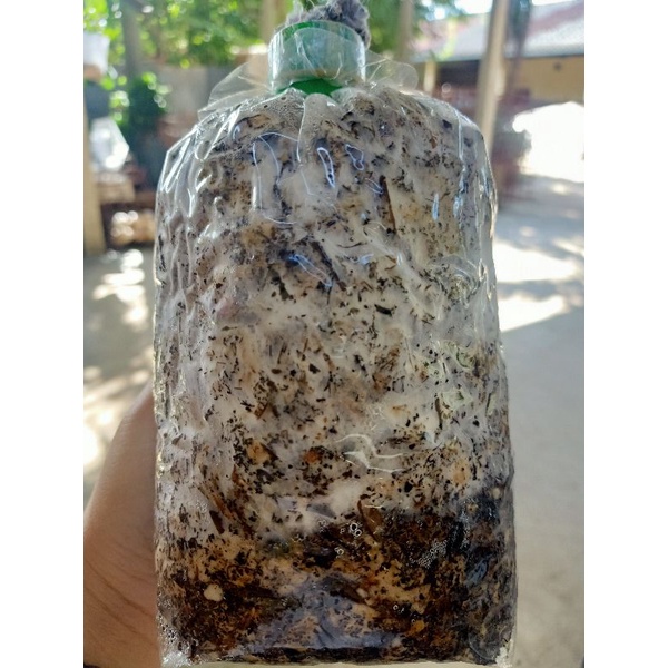 เชื้อเห็ดโคนน้อยแบบขยายลงฟาง หัวเชื้อคุณภาพ ดอกใหญ่ ออกดอกเยอะ สามารถนำไปหยอดก้อนแบบเปิดดอกได้ แถมฟรี คู่มือเพาะ - รูปที่ 2