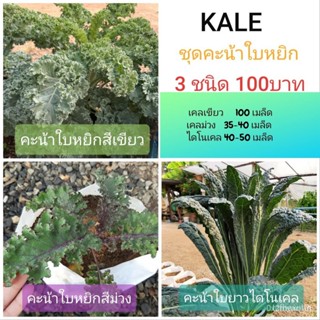 ผลิตภัณฑ์ใหม่ เมล็ดพันธุ์ เมล็ดพันธุ์ ผักเคล(3ชนิดยอดนิยม)คะน้าใบหยิก Kale ZKUJ คละ สวนครัว/คะน้า EIZO