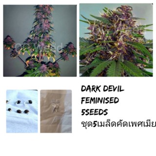 เมล็ดพันธุ์Dark Devil ทำเพศเมีย90%STS