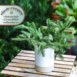 Cypress Pine &amp; Momi Fir Branch | กิ่งสนเทียม | ต้นไม้ ดอกไม้ ใบไม้ ไม้เลื้อย ไม้ประดับ เทียม ปลอม ประดิษฐ์ เหมือนจริง