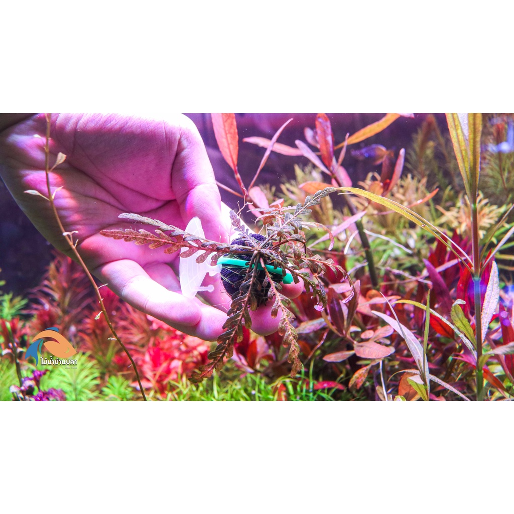 ต้นไม้น้ำ ไมยราบน้ำUK  Hygrophila pinnatifida (UK) เอาไปทำสีเองนะครับบ