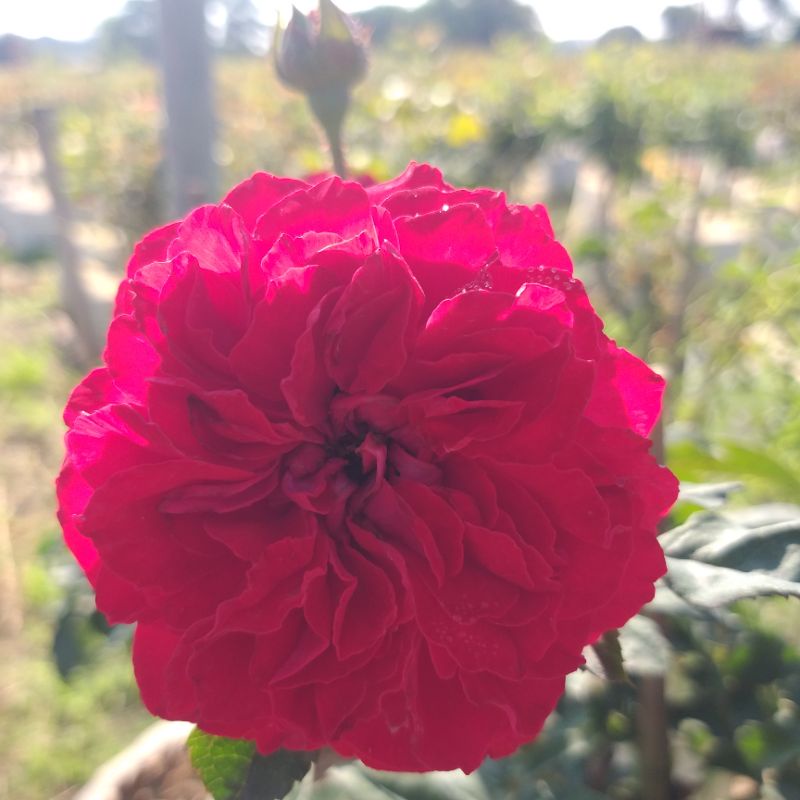 กุหลาบ My Rose พุ่มเตี้ยสีสด ดอกดกบานทน"มายโรส My Rose"
