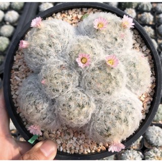 🔥🔥🔥🦋🤍🤍 ดอกชมพูเข้มสุด 💖💖 💗💗☁️☁️Mammillaria Plumosa ☁️☁️🌸🌸🌸 🍨 ❄️🤍❄️💕จุดเด่นคือความดอกชมพูขีดเข้มมากหวานมาก