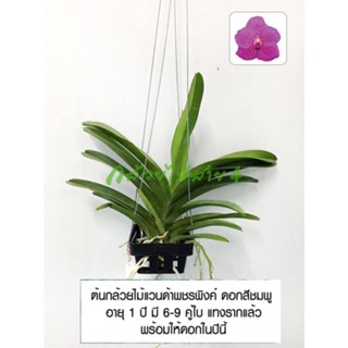 กล้วยไม้แวนด้า พชรพิงค์ ดอกสีชมพู (Vanda Patchara Pink Orchid Plant) อายุ 1 ปี ต้นสูง 20 ซม.