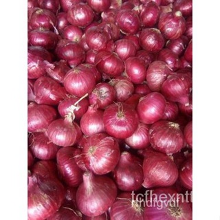 ผลิตภัณฑ์ใหม่ เมล็ดพันธุ์ จุดประเทศไทย ❤K-S RED ONION (20 SEEDS)เมล็ดอวบอ้วน 100% รอคอยที่จะให้ความสนใจของคุณ Y /ผักชี 9