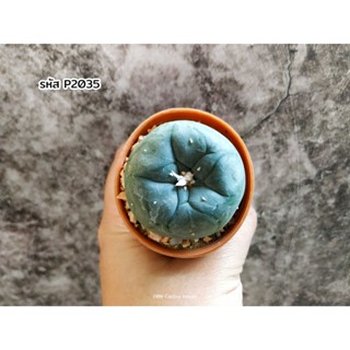 Lophophora โลโฟโฟร่า น้องเปาอวบๆ แคคตัส