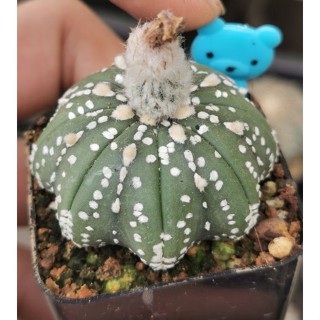 แอ​สโตร​ไ​ฟตั้​ม​วี​    #แคสตัส castus​ astrophytum แอสโตร แอสโตร​ไ​ฟตั้​ม แอสโตรไฟตัม กระบองเพชร แอสโตรวี