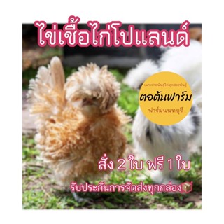 🥚ไข่เชื้อไก่โปแลนด์แท้🐓ไข่เก็บใหม่ พร้อมสำหรับการฝัก🐣