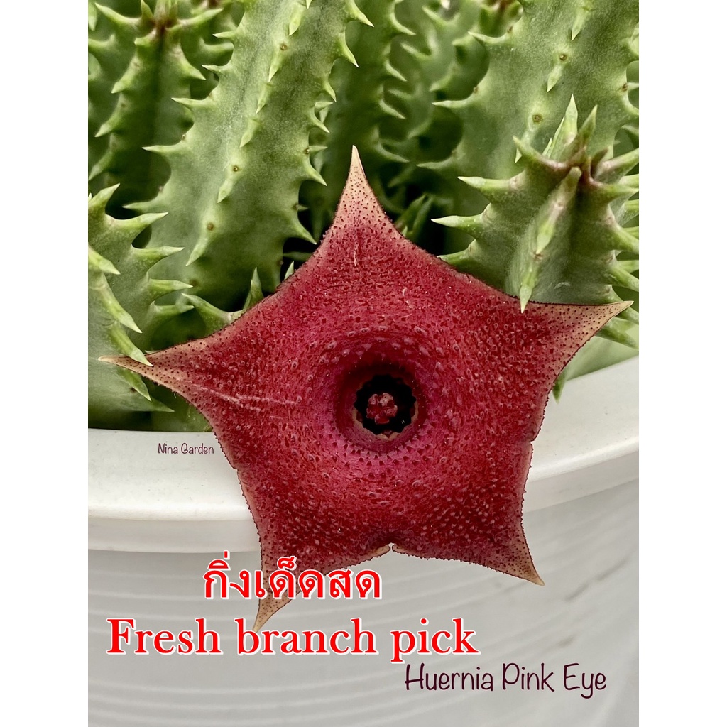 เก๋งจีน Huernia Pink Eye *กิ่งเด็ดสด* แคคตัส ไม้อวบน้ำ Cactus and Succulent