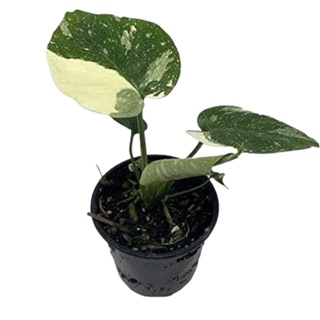 มอนสเตอร่าไทคอนด่าง กระถาง 4 นิ้ว (Monstera deliciosa thai constellation) Pot”4 (เกรด A)