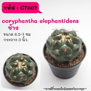 CT007 coryphantha elephantidens ช้าง cactus กระบองเพชร แคคตัส กุหลาบหิน พืชอวบน้ำ