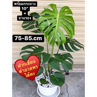 มอนสเตอร่าสูง70-75cmกระถาง10”พร้อมจานรองphilodendron,monstera,deliciosaไม้ฟอกอากาศ