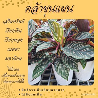 ผลิตภัณฑ์ใหม่ เมล็ดพันธุ์ 2022ต้นคล้าขุนแผนเรียกเงิน Calathea majestica H.Kenn. cv. Roseo-lineata ไม้มงคลทางด้าน/มะเขือ