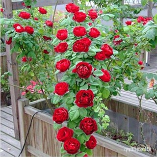 ผลิตภัณฑ์ใหม่ เมล็ดพันธุ์ 2022ปลูกง่าย ปลูกได้ทั่วไทย 50pcs Climbing Rose Seed Perennial Flower Garden Decorati /ผักชี L