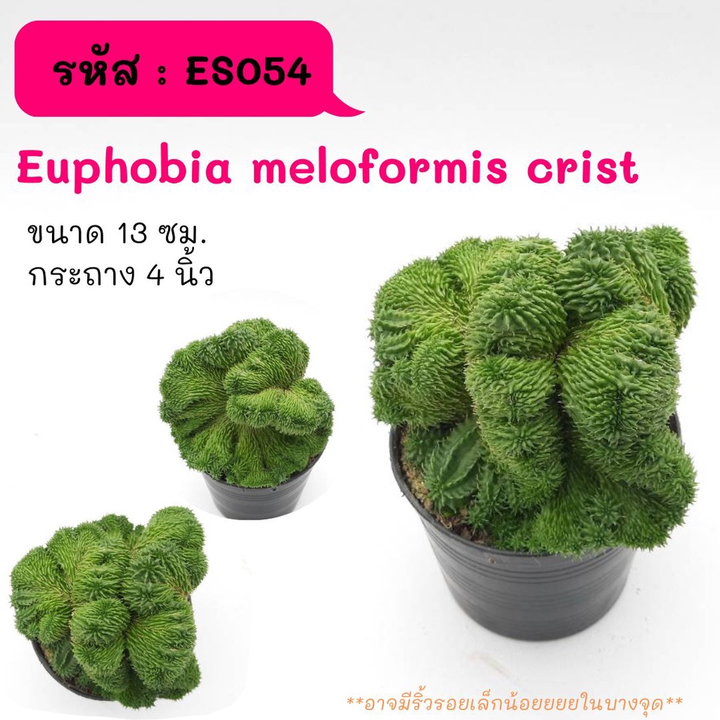 ES054  Euphobia meloformis crist. แยกหน่อหายากมากฟอรฺมสวยสุดๆ cactus กระบองเพชร แคคตัส กุหลาบหิน พืชอวบน้ำ