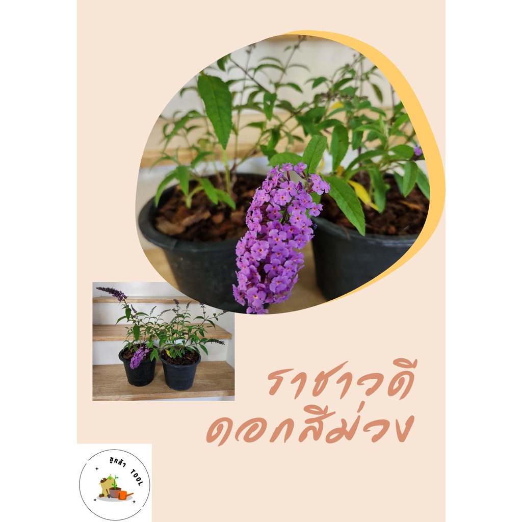(จัดส่ง 1-2 วัน) ราชาวดี ดอกสีม่วง กระถาง 6 นิ้ว กับ 8 นิ้ว